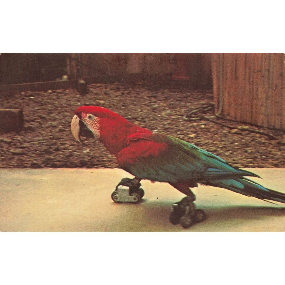 Postcard Roller-Skating Red Parrot at Animal Wonderland, Hot Spgs Nat'l Park AR